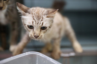 Kembang - Domestic Medium Hair Cat