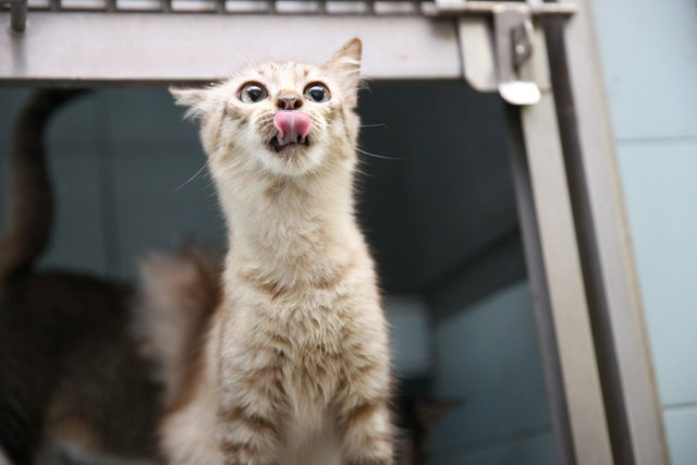 Kembang - Domestic Medium Hair Cat