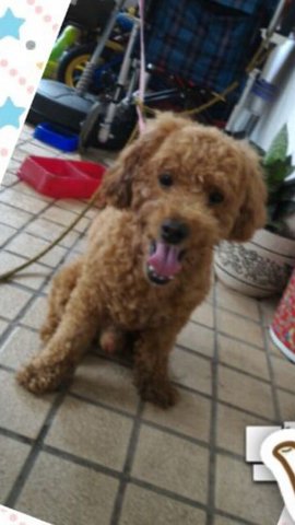 Malolo - Poodle Dog