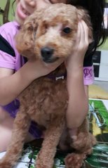 Name: Malolo (Poodle Male)