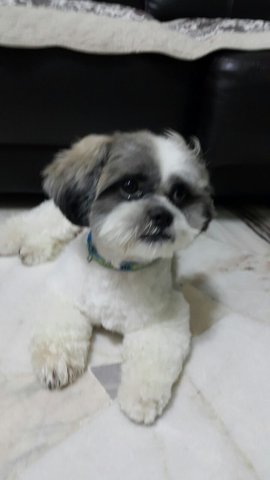 Charlie - Shih Tzu Dog