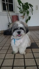 Charlie (Shih Tzu Male)