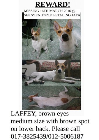 Laffey - Mixed Breed Dog