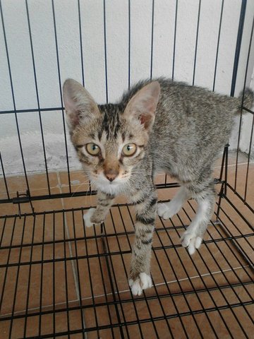 Smoky - Domestic Short Hair Cat