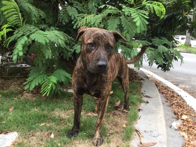 Tiger - Mixed Breed Dog