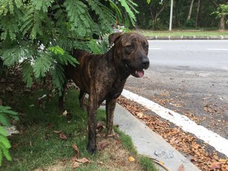 Tiger - Mixed Breed Dog