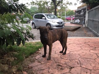 Tiger - Mixed Breed Dog