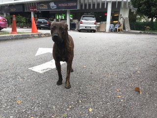 Tiger - Mixed Breed Dog