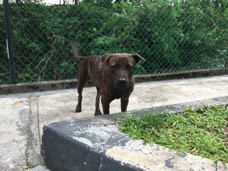 Tiger - Mixed Breed Dog