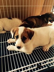 Puppies For Adoption - Mixed Breed Dog