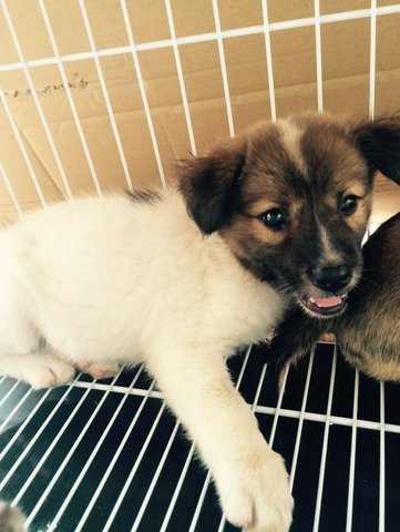 Puppies For Adoption - Mixed Breed Dog