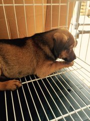 Puppies For Adoption - Mixed Breed Dog