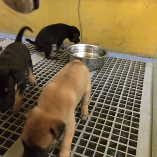 Puppies For Adoption - Mixed Breed Dog