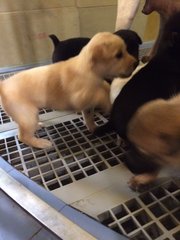 Puppies For Adoption - Mixed Breed Dog