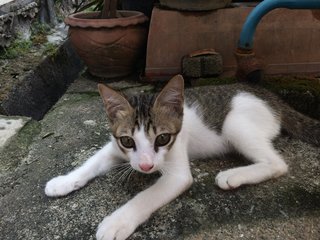 Marshmallow  - Domestic Short Hair Cat