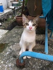 Marshmallow  - Domestic Short Hair Cat