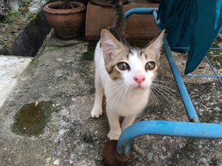 Marshmallow  - Domestic Short Hair Cat