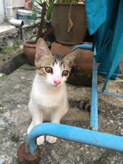 Marshmallow  - Domestic Short Hair Cat