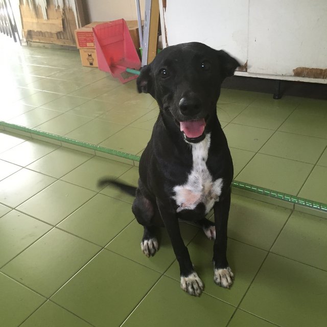 Bopeep - Mixed Breed Dog