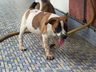 Latte - Dalmatian + Terrier Dog