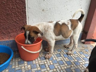 Latte - Dalmatian + Terrier Dog