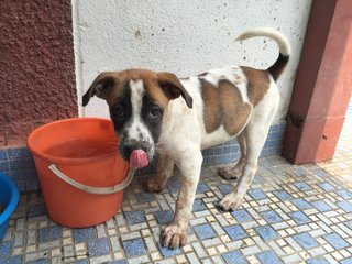 Latte - Dalmatian + Terrier Dog