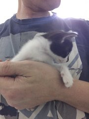 PF75166 - Domestic Short Hair Cat