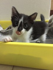 PF75166 - Domestic Short Hair Cat