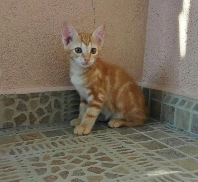 Bangi Cuties - Domestic Short Hair Cat