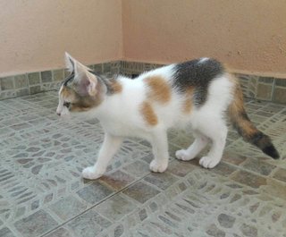 A calico beauty....