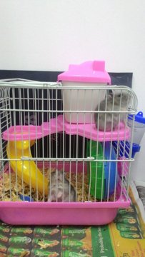 Hamsters - Roborovsky's Hamster Hamster