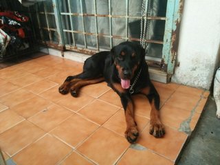 Apple &amp; Micky: 2 Female Rottweilers - Rottweiler Dog