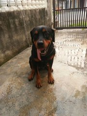 Apple &amp; Micky: 2 Female Rottweilers - Rottweiler Dog