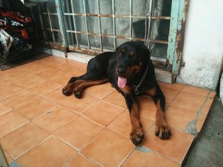 Apple &amp; Micky: 2 Female Rottweilers - Rottweiler Dog