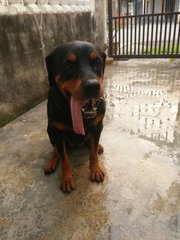 Apple &amp; Micky: 2 Female Rottweilers - Rottweiler Dog