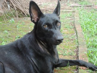 Raven - Mixed Breed Dog