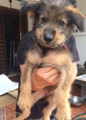 Terrin - Terrier Mix Dog