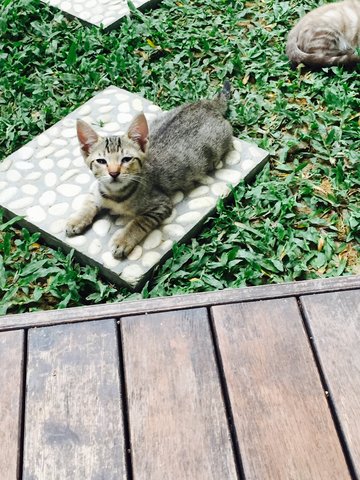 Kittens - Bengal + Siamese Cat