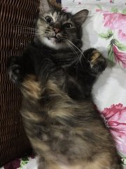 Tammy - Domestic Long Hair + Maine Coon Cat