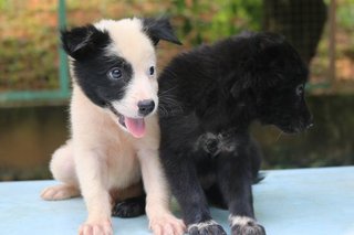 Rescued Pups (A) - Mixed Breed Dog