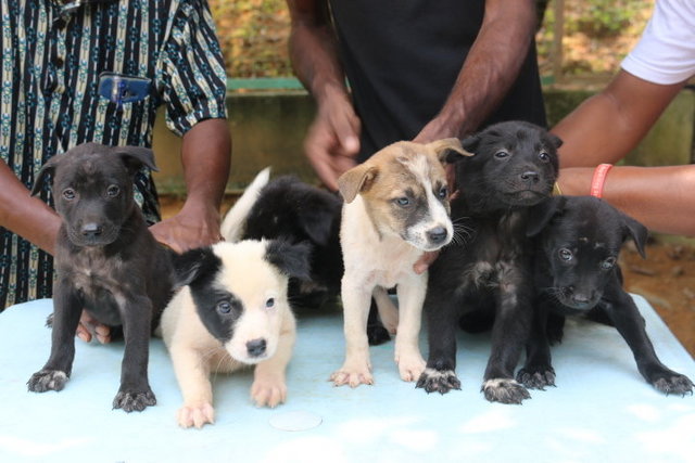 Bundle Of Joy - Mixed Breed Dog