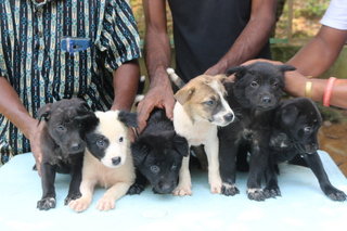 Bundle Of Joy - Mixed Breed Dog