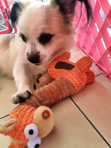 Yimmy  - Shih Tzu + Papillon Dog