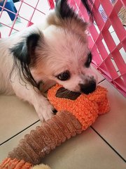 Yimmy  - Shih Tzu + Papillon Dog