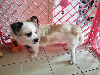 Yimmy  - Shih Tzu + Papillon Dog