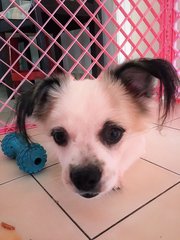 Yimmy  - Shih Tzu + Papillon Dog