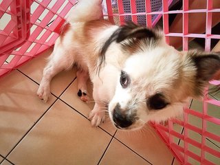 Yimmy  - Shih Tzu + Papillon Dog