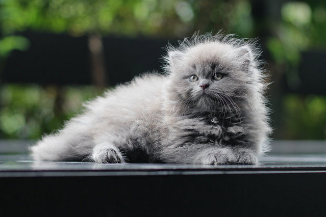 Ouro - Persian Cat