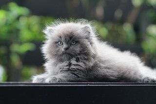 Ouro - Persian Cat