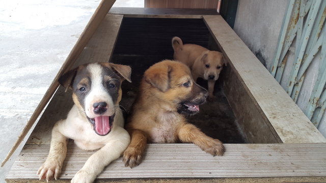 3 Puppies - Mixed Breed Dog